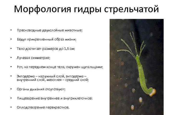 Кракен маркет что это такое