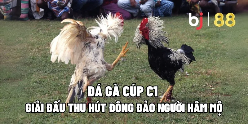 Đá Gà Cúp C1 – Giải Đấu Thu Hút Đông Đảo Người Hâm Mộ 1 da ga cup c1
