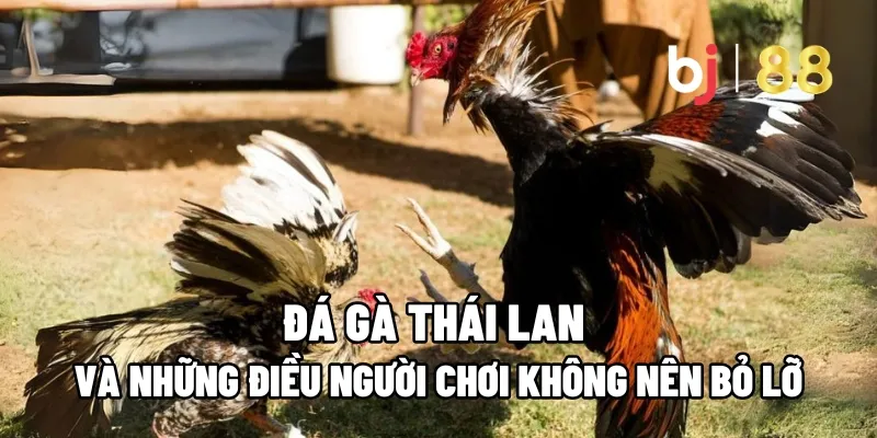 Đá Gà Thái Lan Và Những Điều Người Chơi Không Nên Bỏ Lỡ 1 da ga thai lan