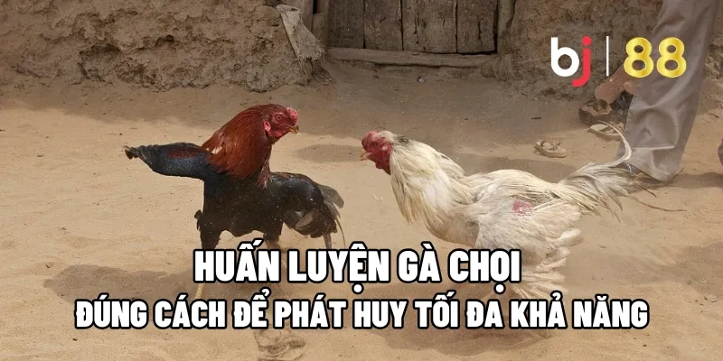 Huấn Luyện Gà Chọi Đúng Cách Để Phát Huy Tối Đa Khả Năng 1 huan luyen ga choi