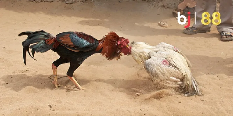Khái niệm thế đá gà