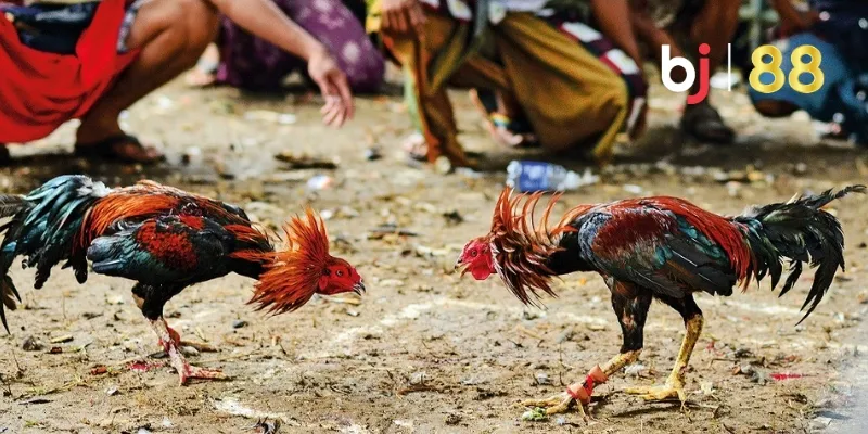 Thế đá gà quăng quăng